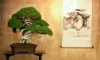 Start a $500 – $2,000/month Bonsai Tree Business